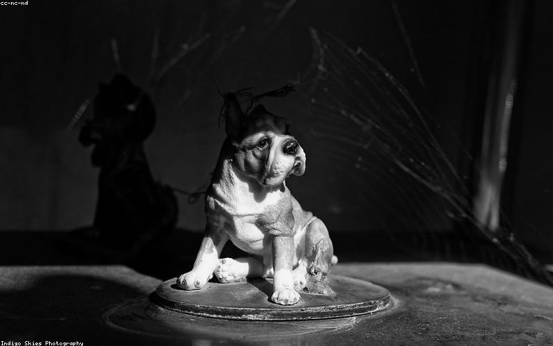 Best Dog Camera 2026