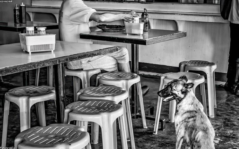 Best Dog Food in 2026: 5 Brands for Health and Nutrition