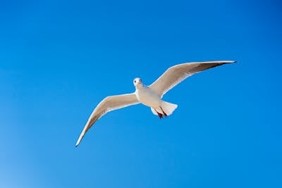 Best lens for bird photography