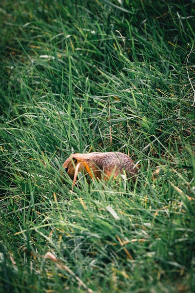 Best camera for wildlife