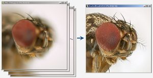 Zerene Stacker focus stacking software